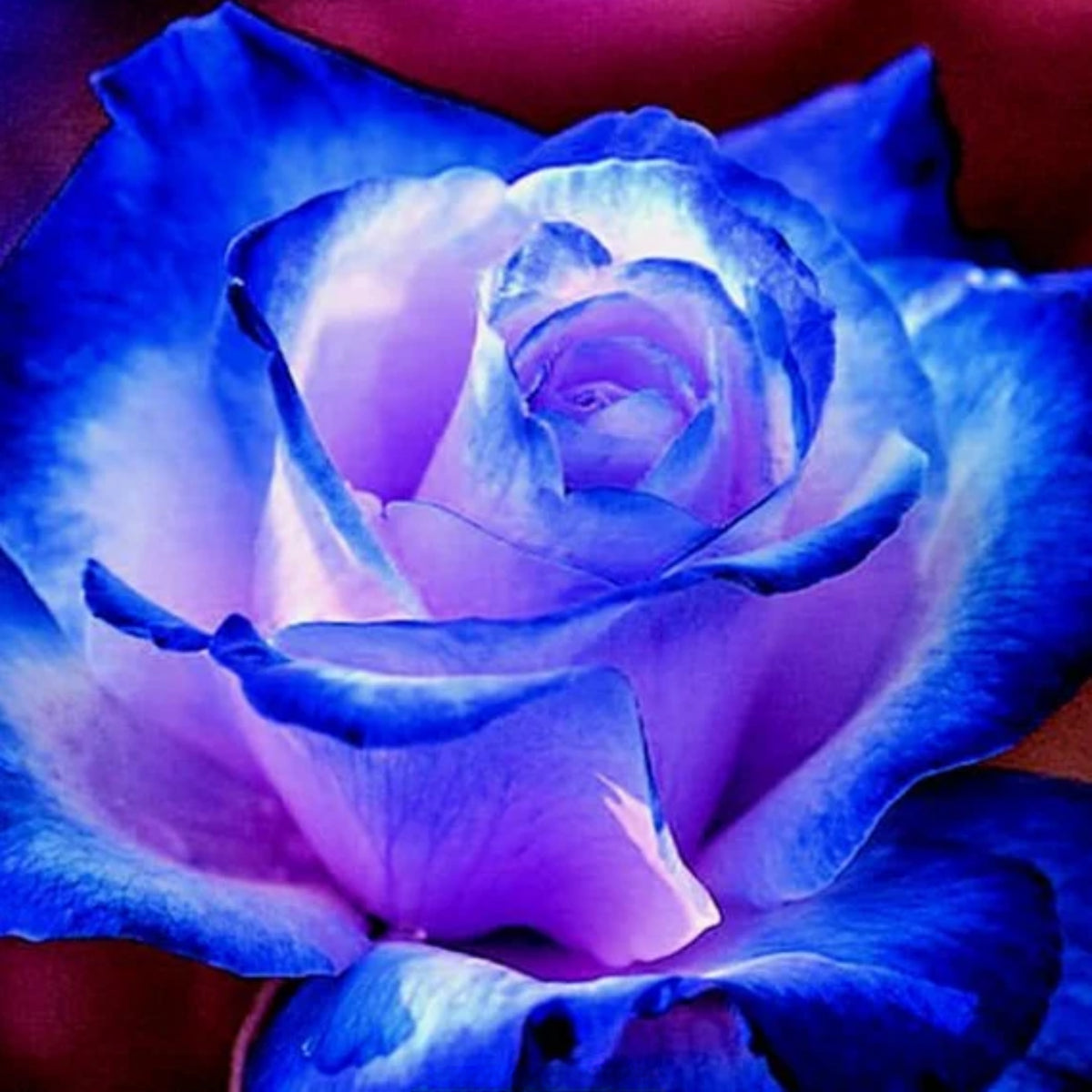 Blues Blue Rose Seeds Flower, 30 seeds