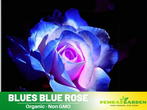 blue rose seeds amazon Blues Blue Rose Seeds Flower