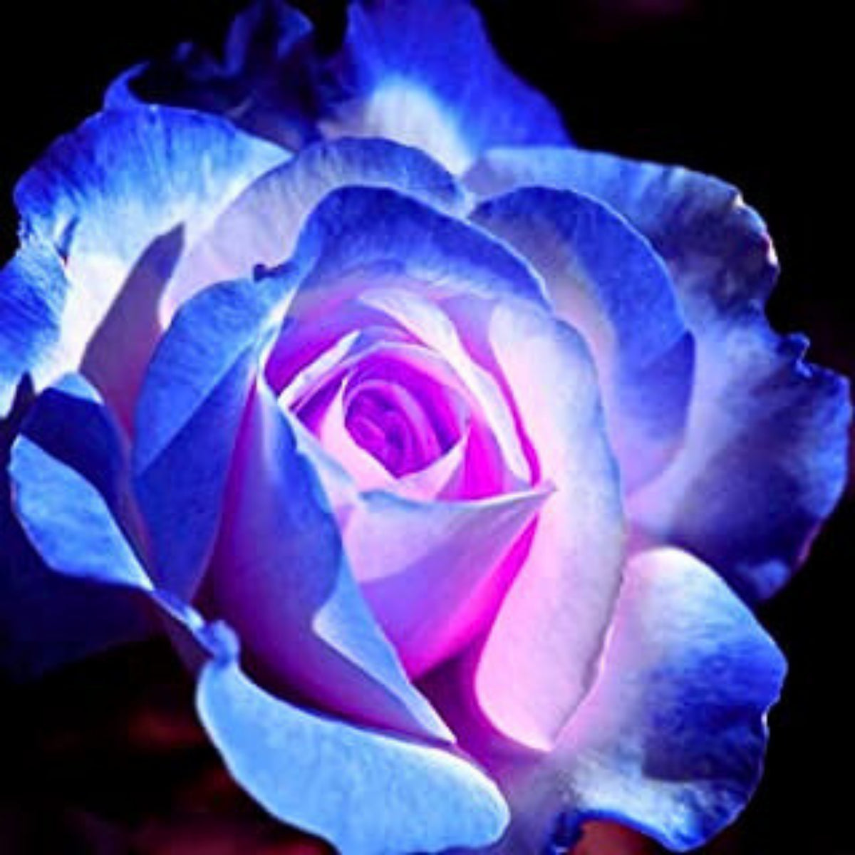Blues Blue Rose Seeds Flower, 30 seeds