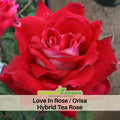 30 Rare Seeds | Love In Rose Seed #1073