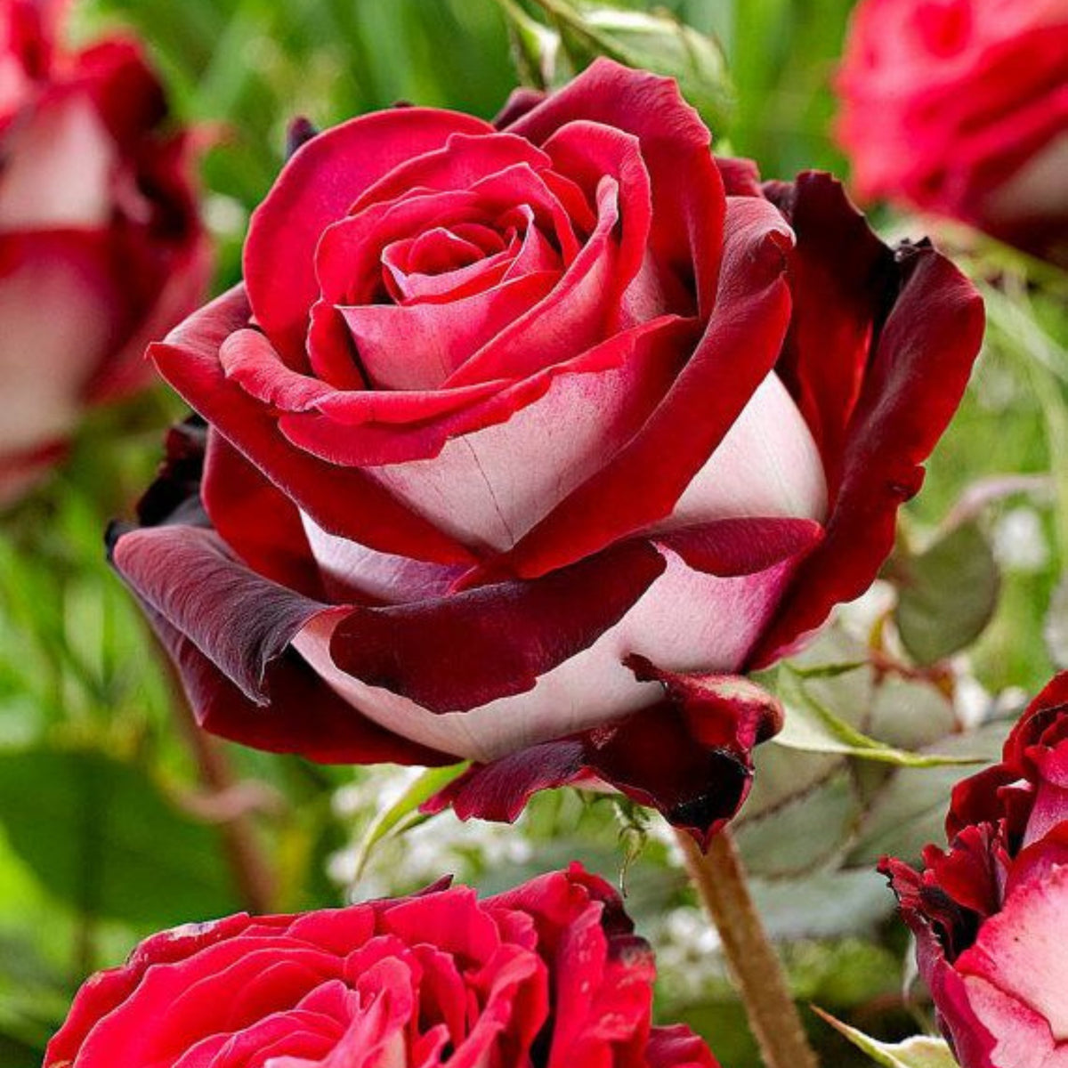 Love in Rose Seeds, 30 seeds