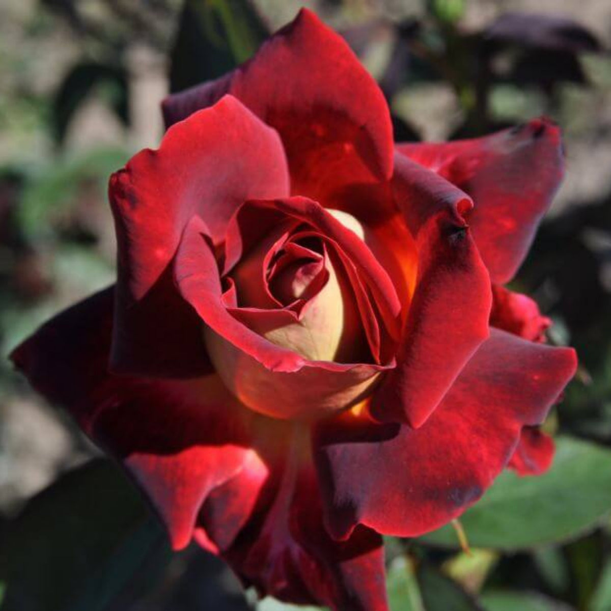 Love in Rose Seeds, 30 seeds