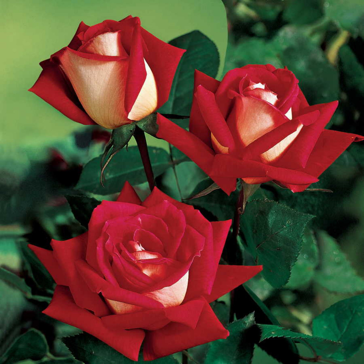 Love in Rose Seeds, 30 seeds