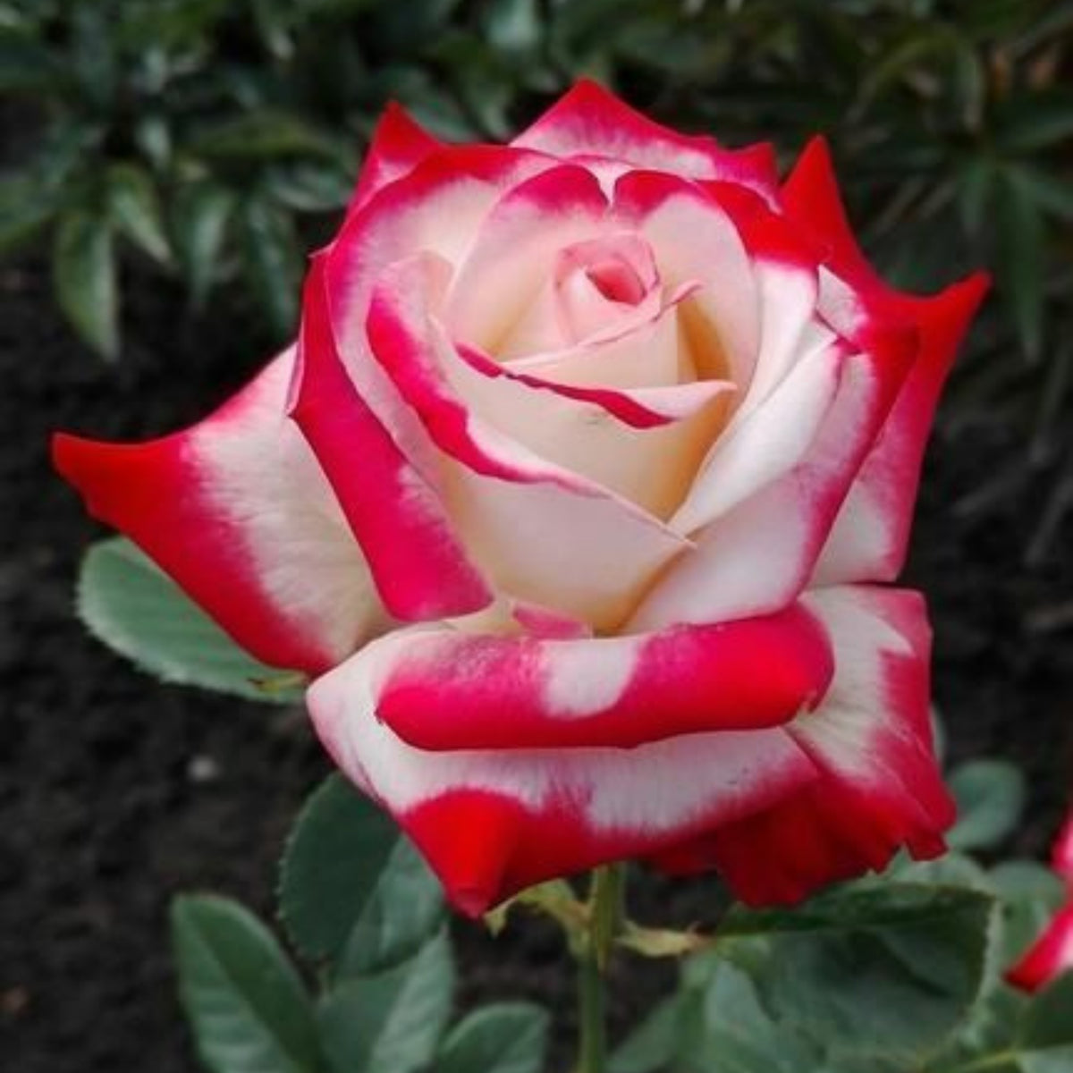Love in Rose Seeds, 30 seeds
