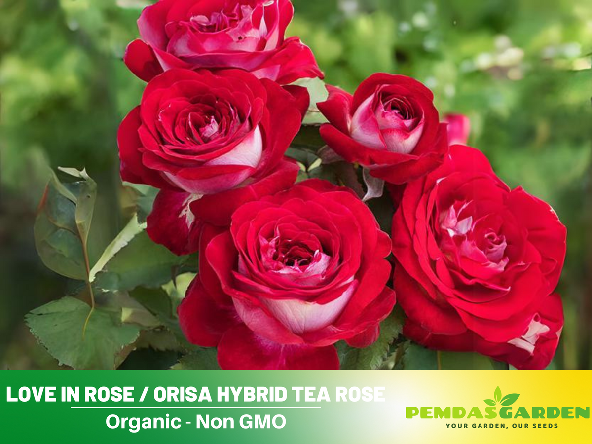 30 Rare Seeds | Love In Rose Seed #1073