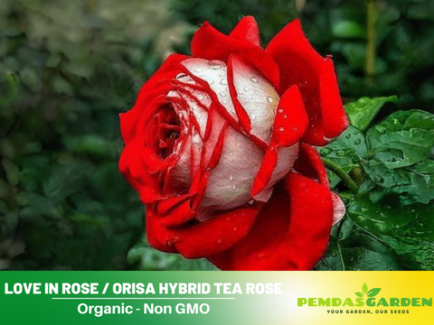 love in rose seeds 30 Rare Seeds
