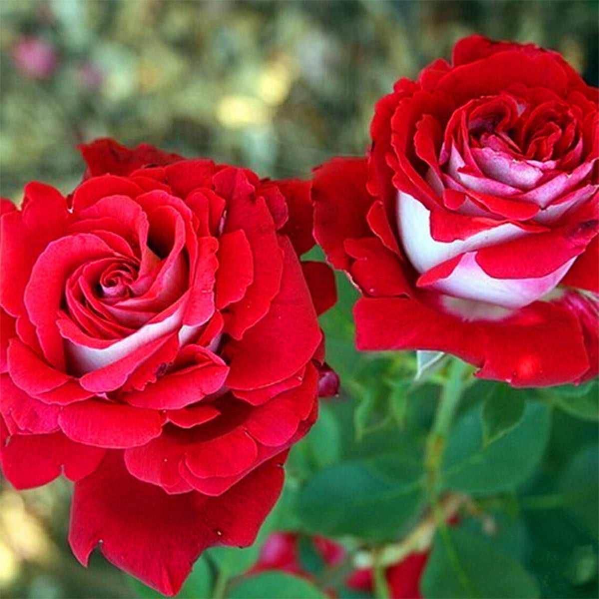 Love in Rose Seeds, 30 seeds