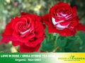 30 Rare Seeds | Love In Rose Seeds  #1073