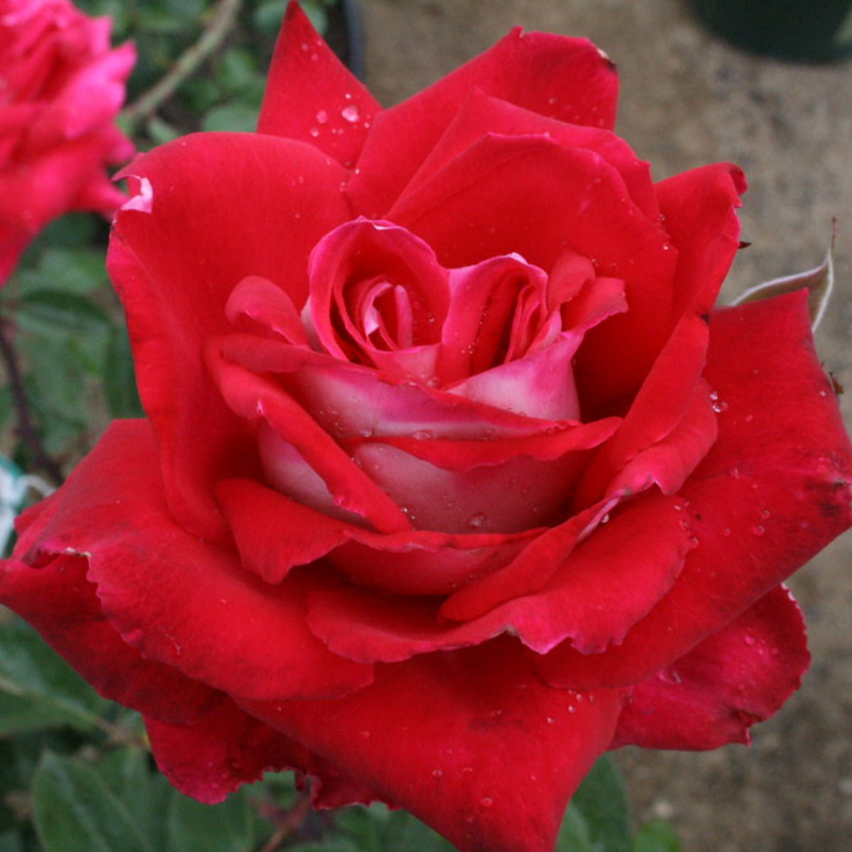 Love in Rose Seeds, 30 seeds