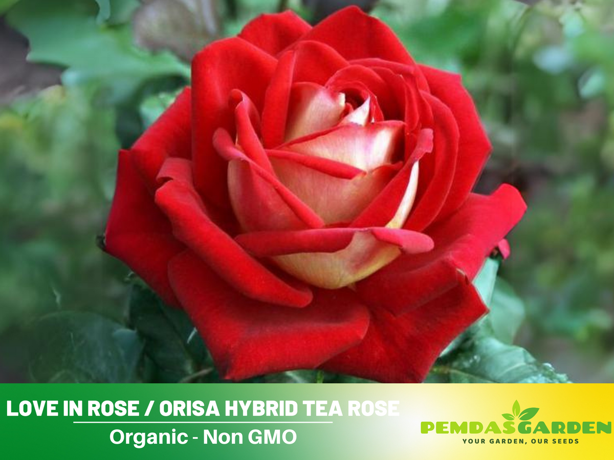 30 Rare Seeds | Love In Rose Seeds  #1073