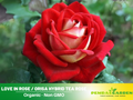 30 Rare Seeds | Love In Rose Seed #1073