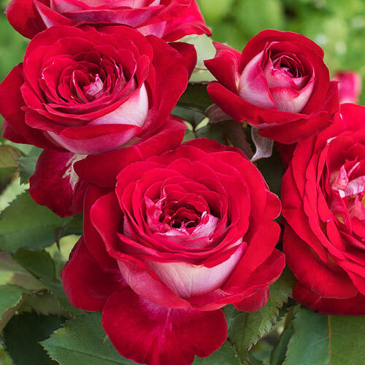 Love in Rose Seeds, 30 seeds