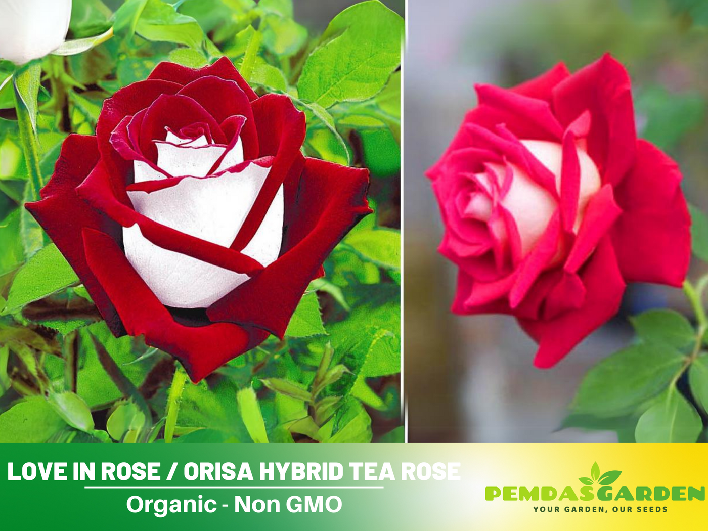 osiria rose seeds 30 Rare Seeds