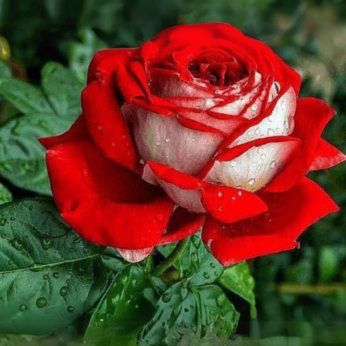 Love in Rose Seeds, 30 seeds