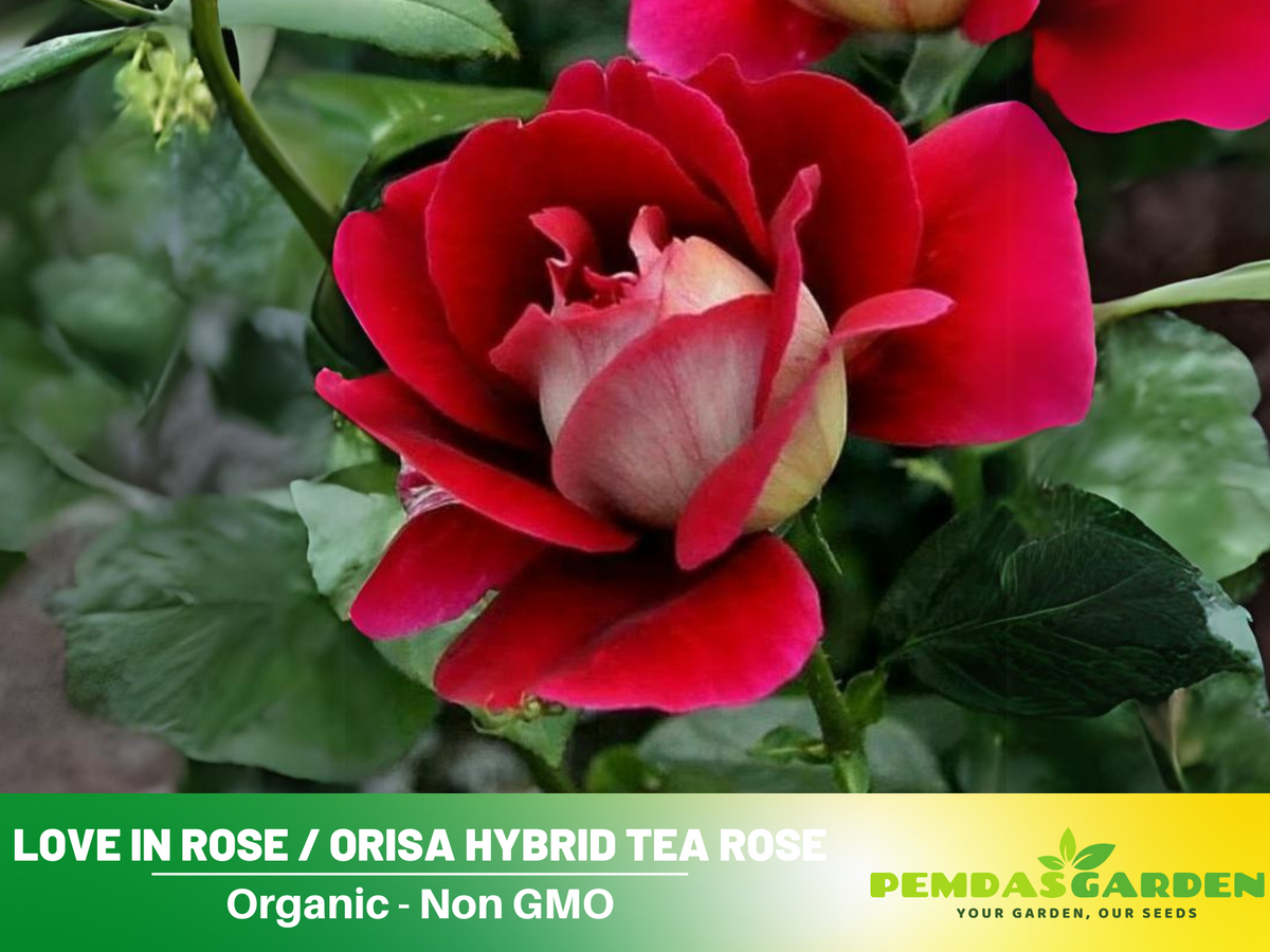 30 Rare Seeds | Love In Rose Seeds  #1073