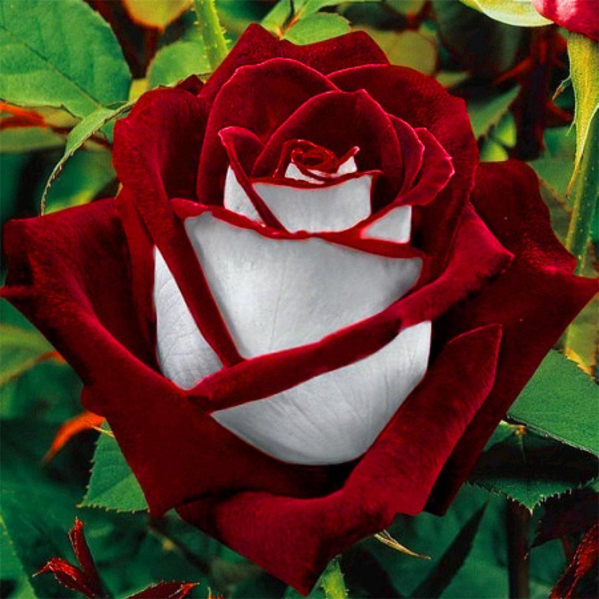 Love in Rose Seeds, 30 seeds