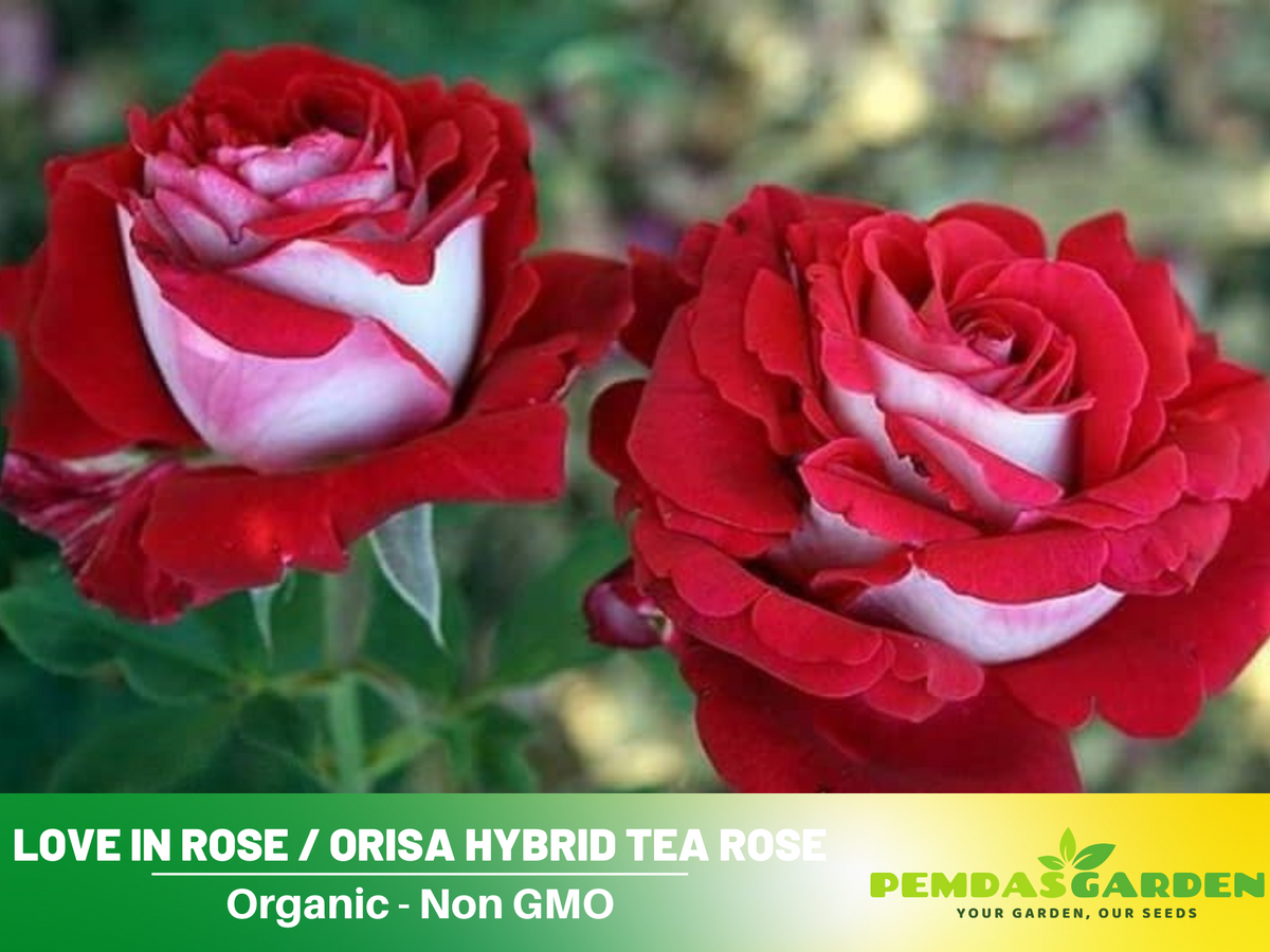 30 Rare Seeds | Love In Rose Seeds  #1073