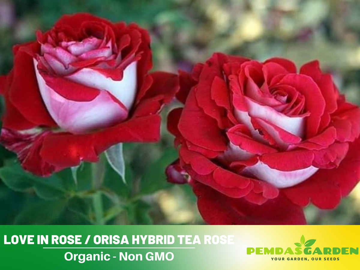 30 Rare Seeds | Love In Rose Seed #1073