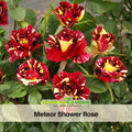 30+ Seeds| Meteor Shower Rose Perennial Flower Seeds #1074