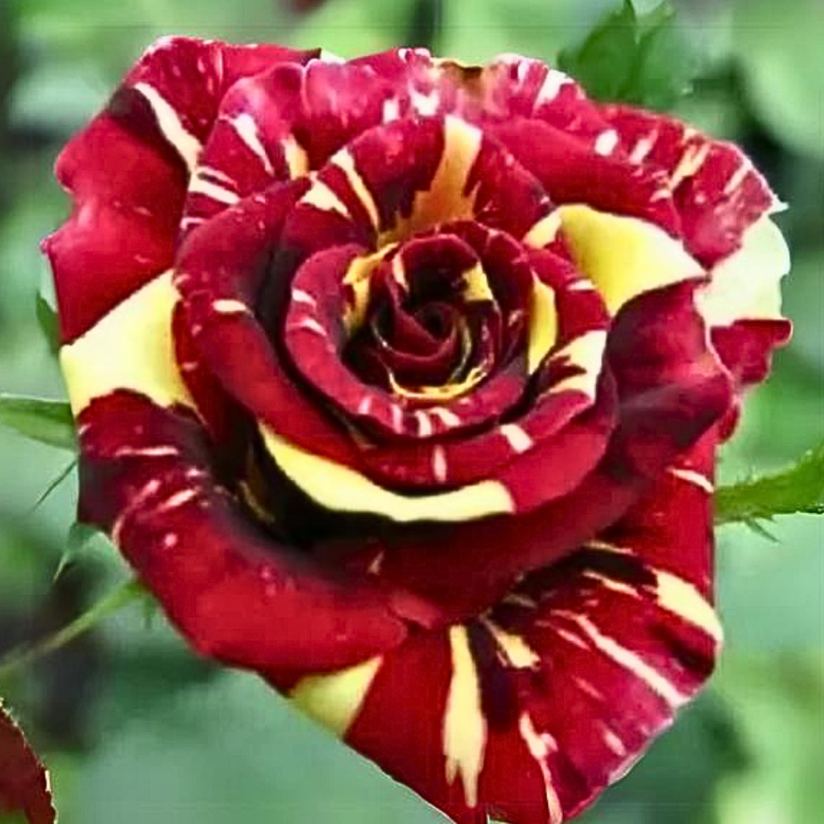 Meteor Shower Rose Perennial Flower Seeds, 30+ seeds