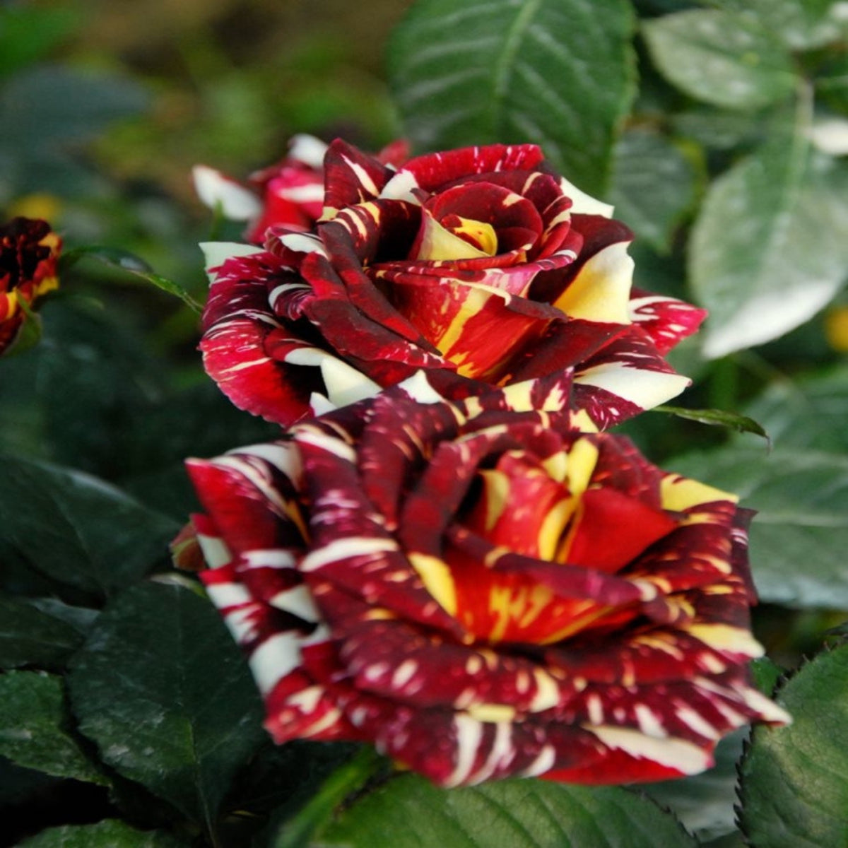 Meteor Shower Rose Perennial Flower Seeds, 30+ seeds