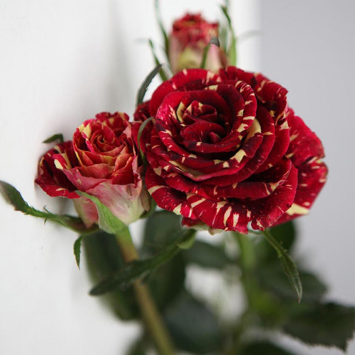 Meteor Shower Rose Perennial Flower Seeds, 30+ seeds