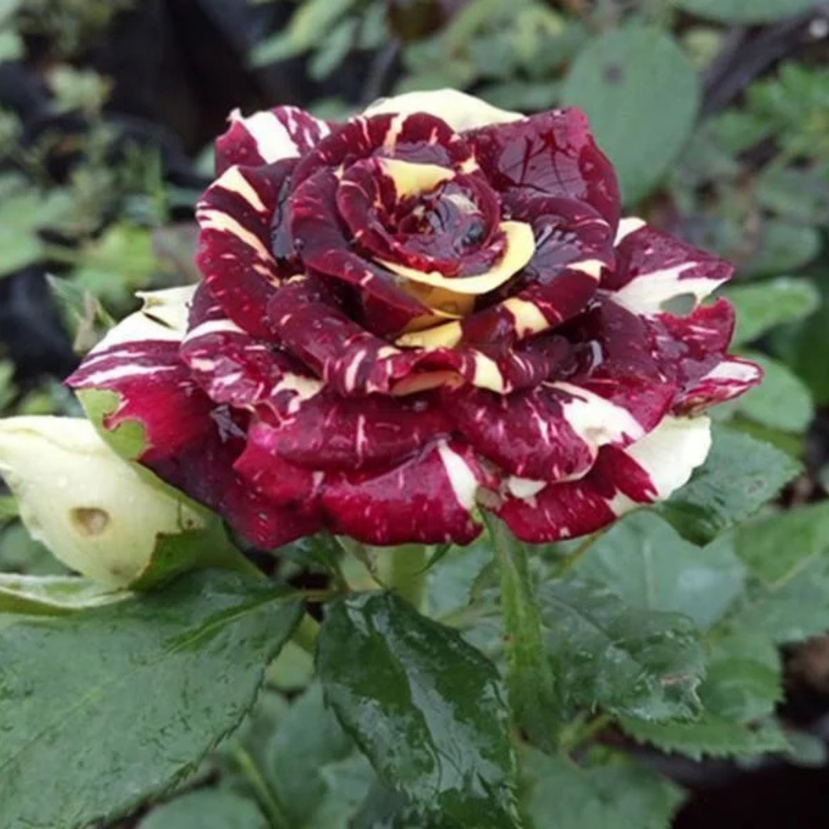 Meteor Shower Rose Perennial Flower Seeds, 30+ seeds