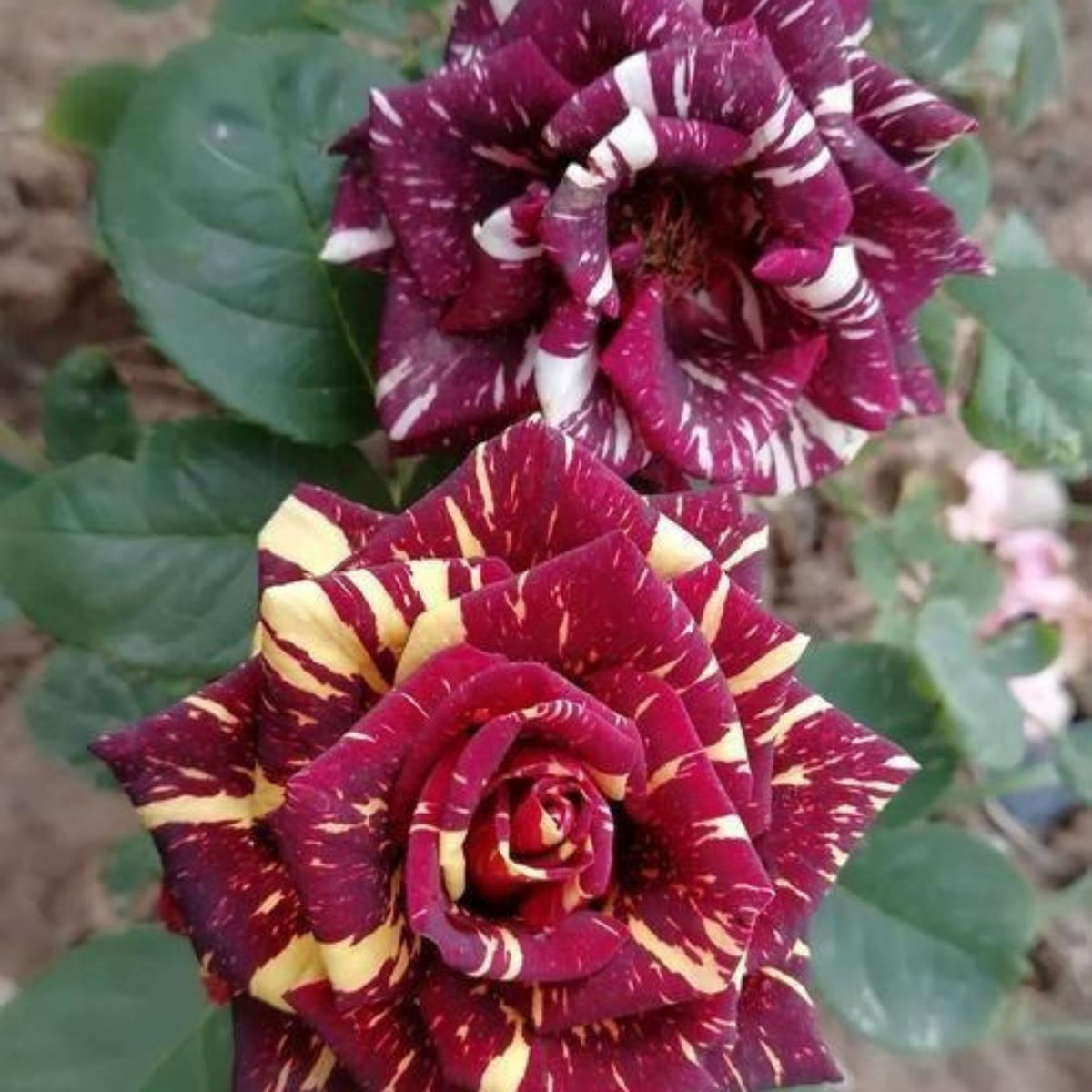 Meteor Shower Rose Perennial Flower Seeds, 30+ seeds