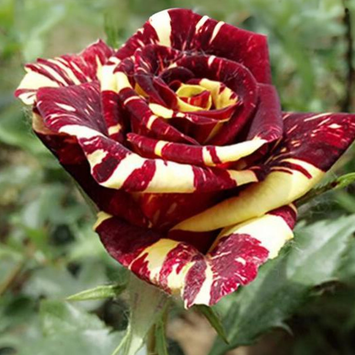 Meteor Shower Rose Perennial Flower Seeds, 30+ seeds