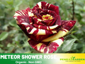 30+ Seeds| Meteor Shower Rose Perennial Flower Seeds #1074