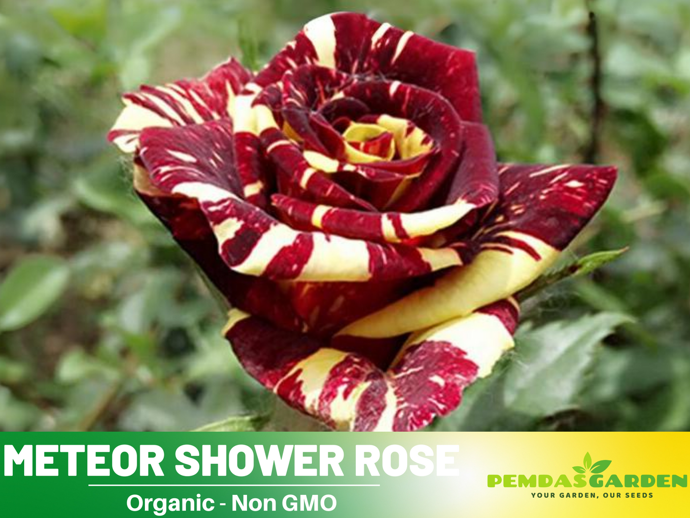 red and white rose seeds 30+ Seeds| Meteor Shower Rose Perennial Flower Seeds #1074