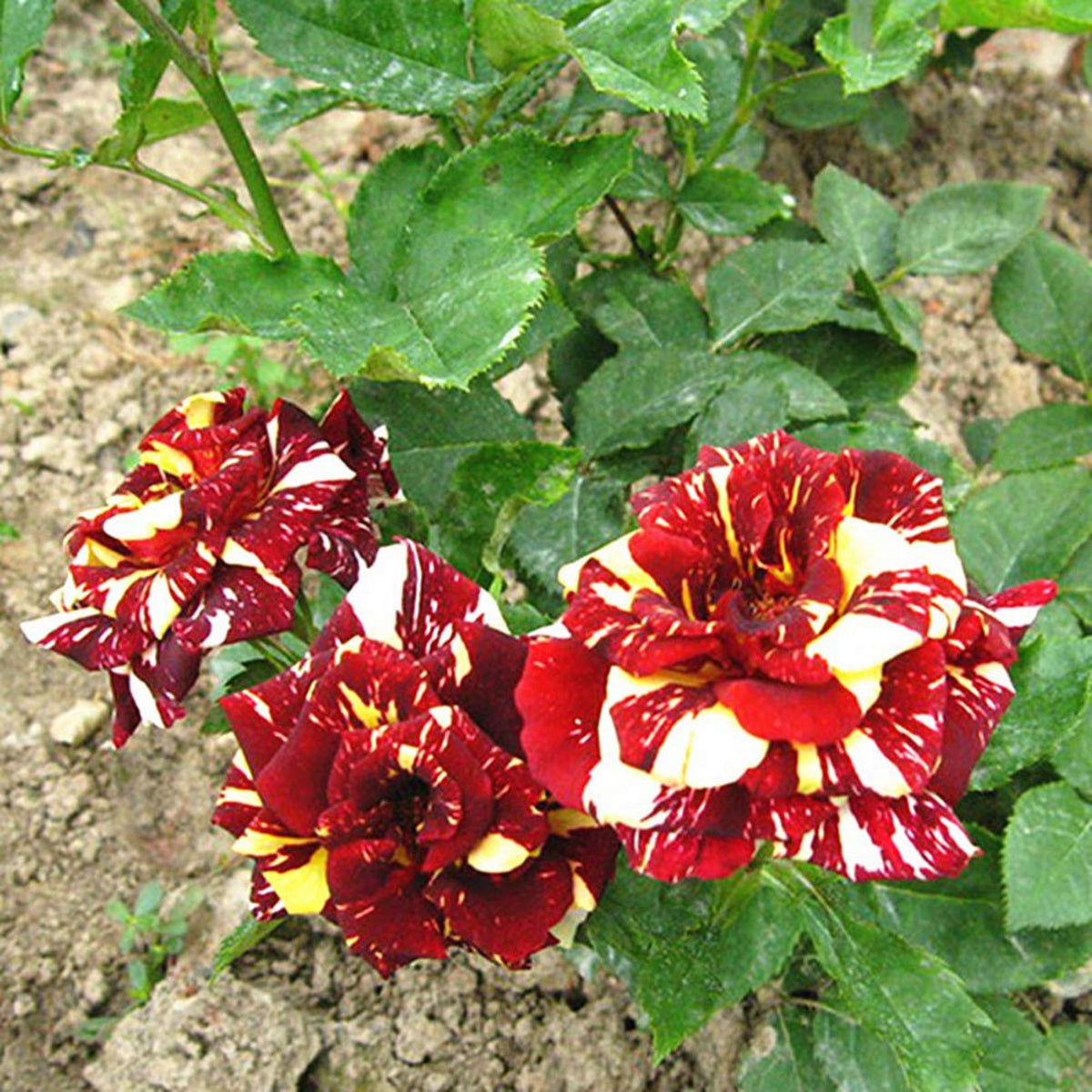 Meteor Shower Rose Perennial Flower Seeds, 30+ seeds