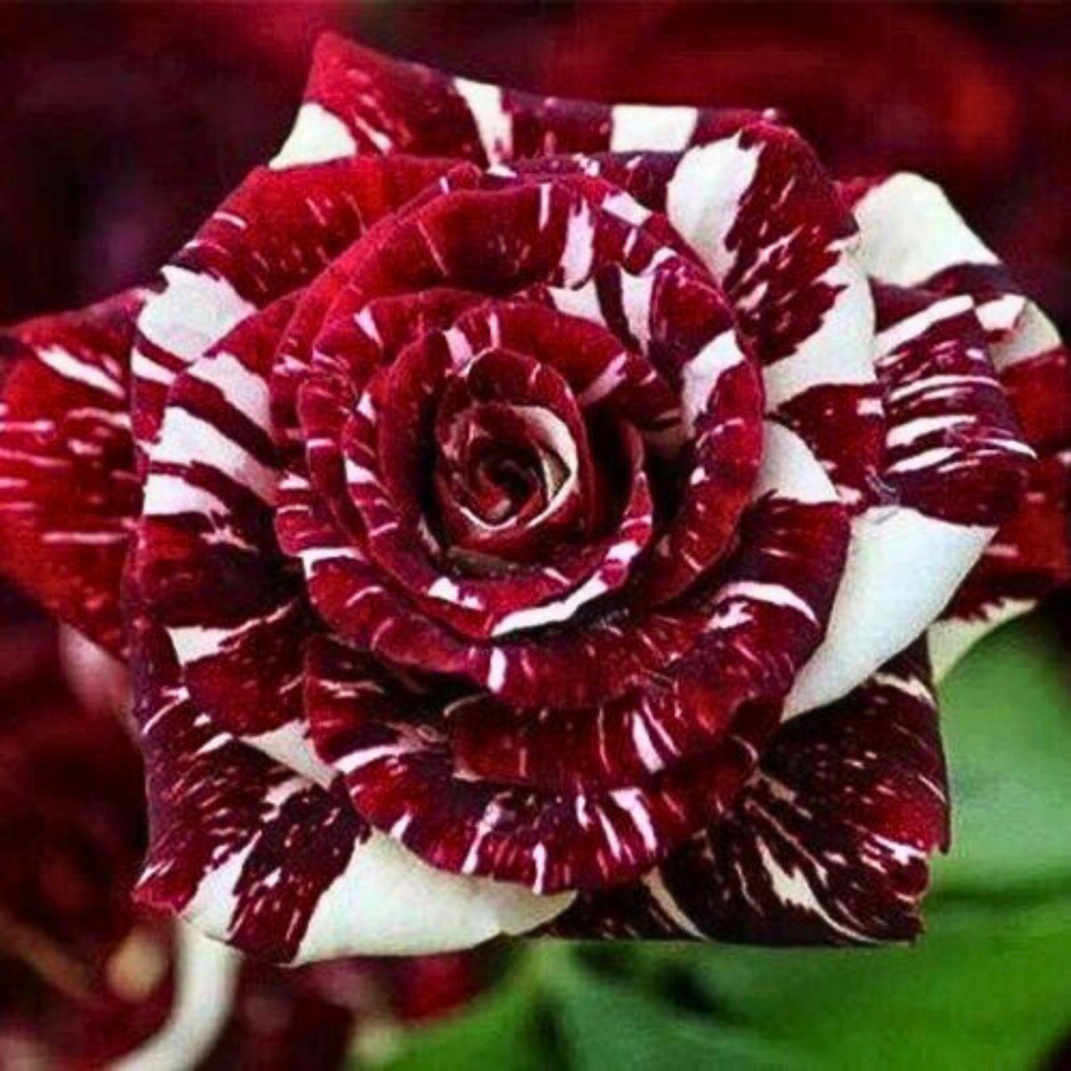 Meteor Shower Rose Perennial Flower Seeds, 30+ seeds