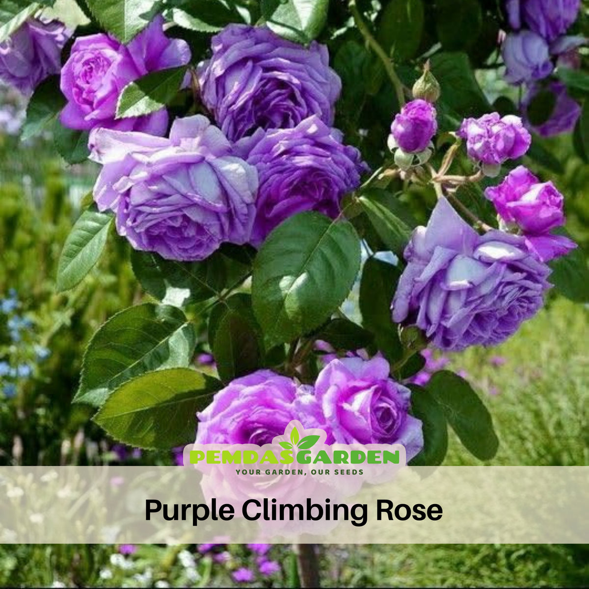 Purple Climbing Rose Seed, 30 seeds