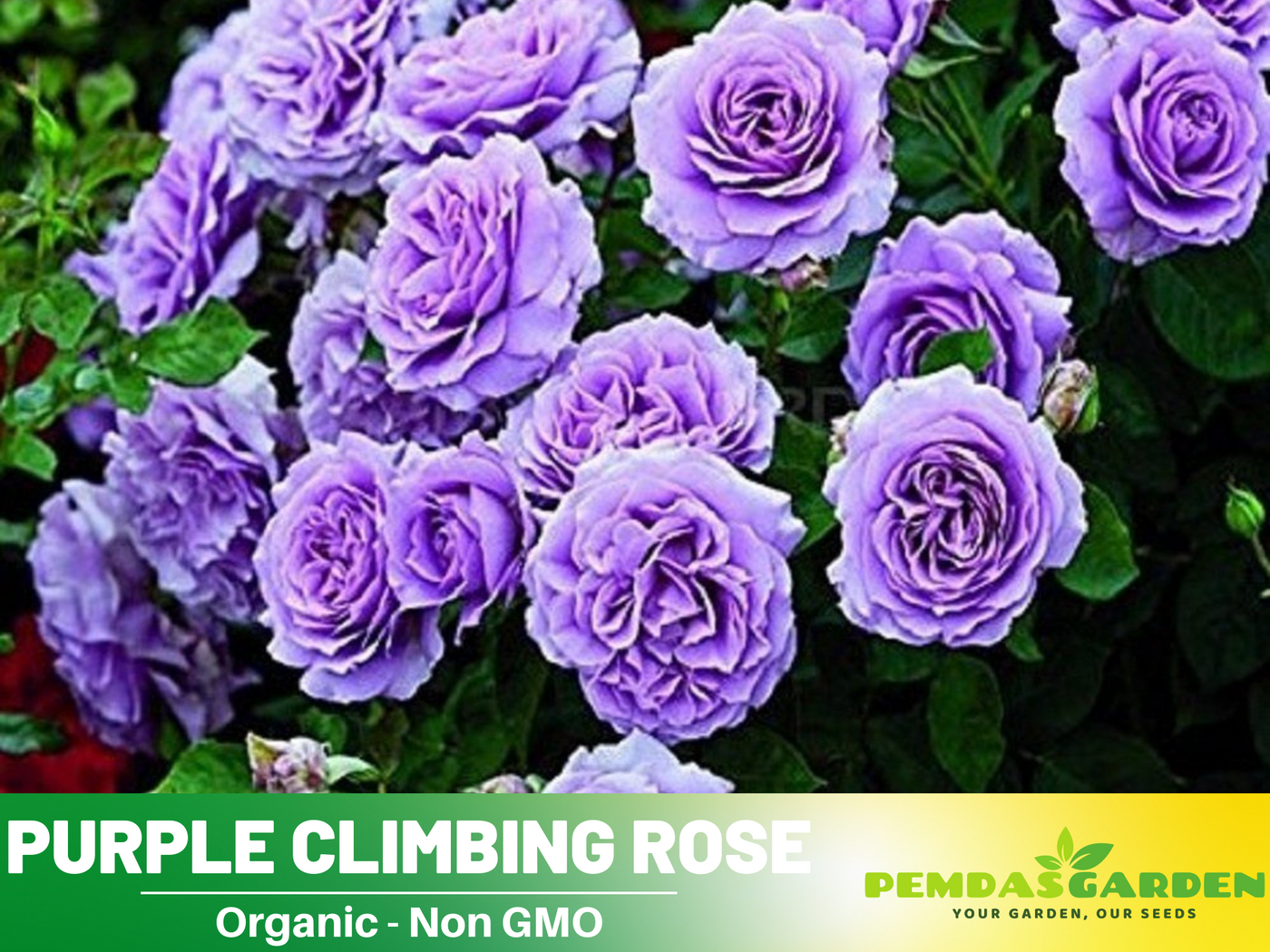 purple climbing rose seeds 30 Rare Seeds