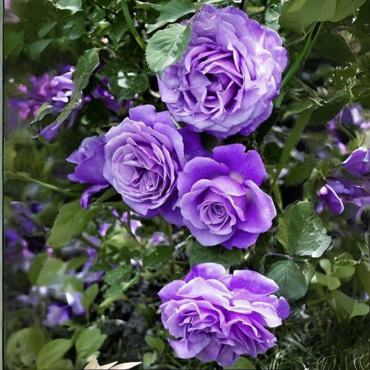 Purple Climbing Rose Seed, 30 seeds