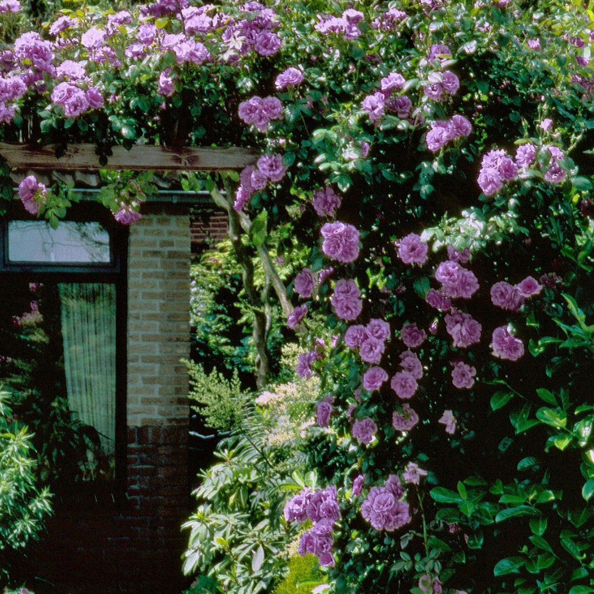 Purple Climbing Rose Seed, 30 seeds