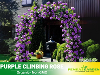 purple climbing rose seeds 30 Rare Seeds