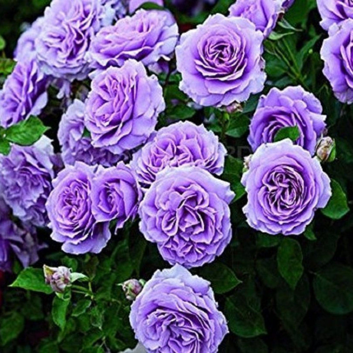 Purple Climbing Rose Seed, 30 seeds