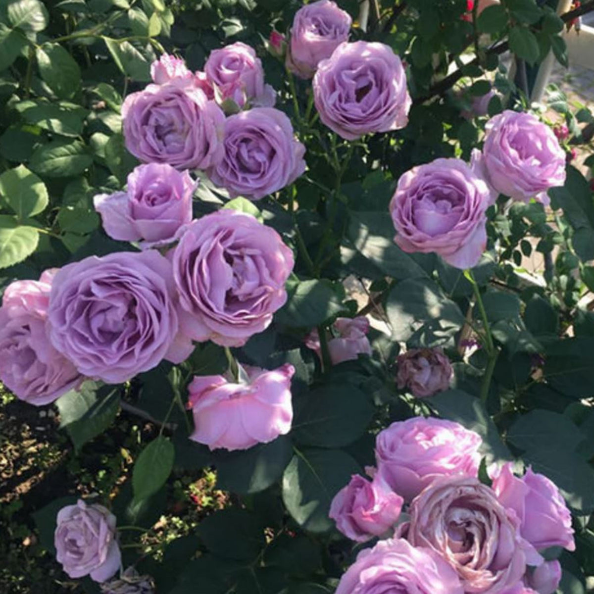 Purple Climbing Rose Seed, 30 seeds