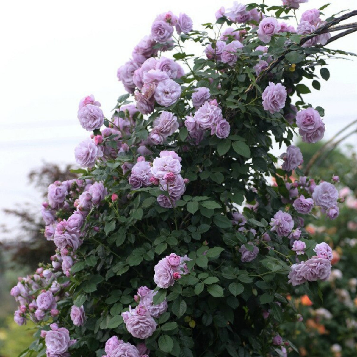 Purple Climbing Rose Seed, 30 seeds