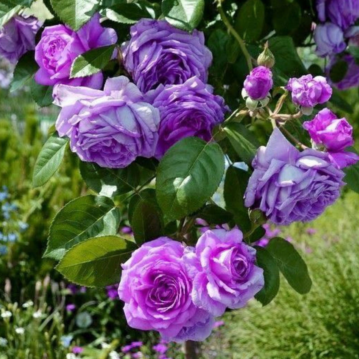 Purple Climbing Rose Seed, 30 seeds