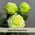 Rose Seed - Bright Green Rose Seeds - 30 Seeds Rose