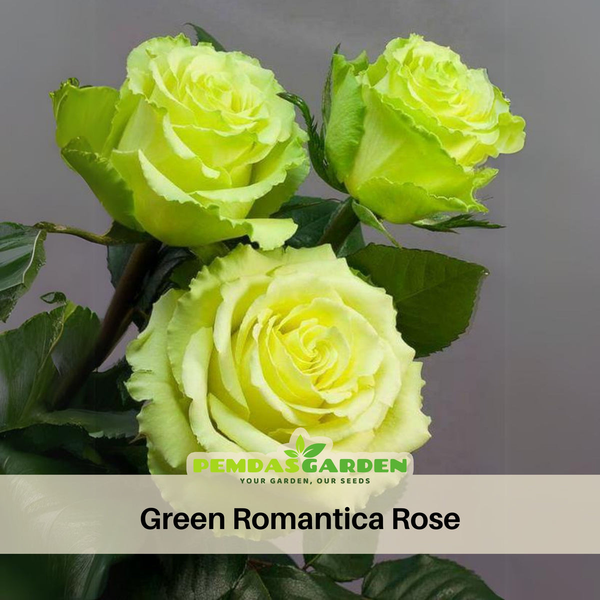 Bright Green Rose Seeds Flower, 30 seeds