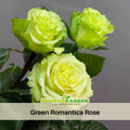 30 Rare Seed | Bright Green Rose Seeds Flower #1076