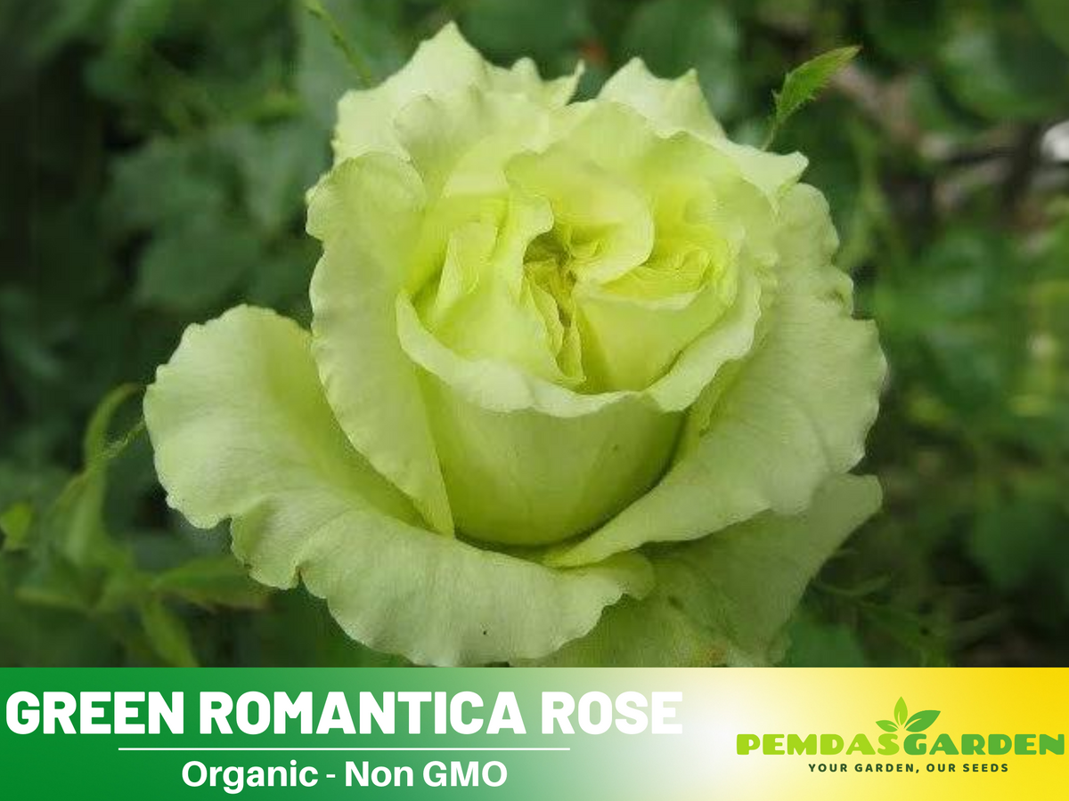 30 Rare Seed | Bright Green Rose Seeds Flower #1076