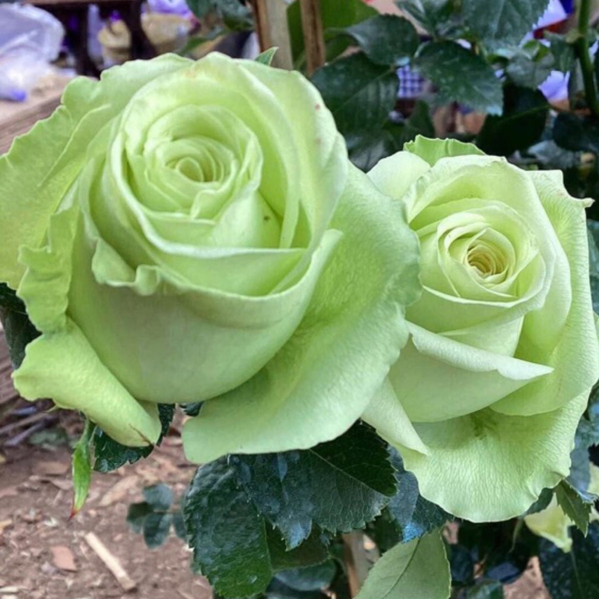 Bright Green Rose Seeds, 30 seeds