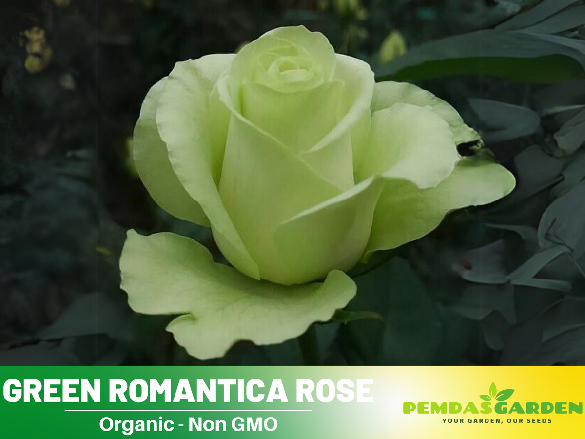 30 Rare Seed | Bright Green Rose Seeds Flower #1076