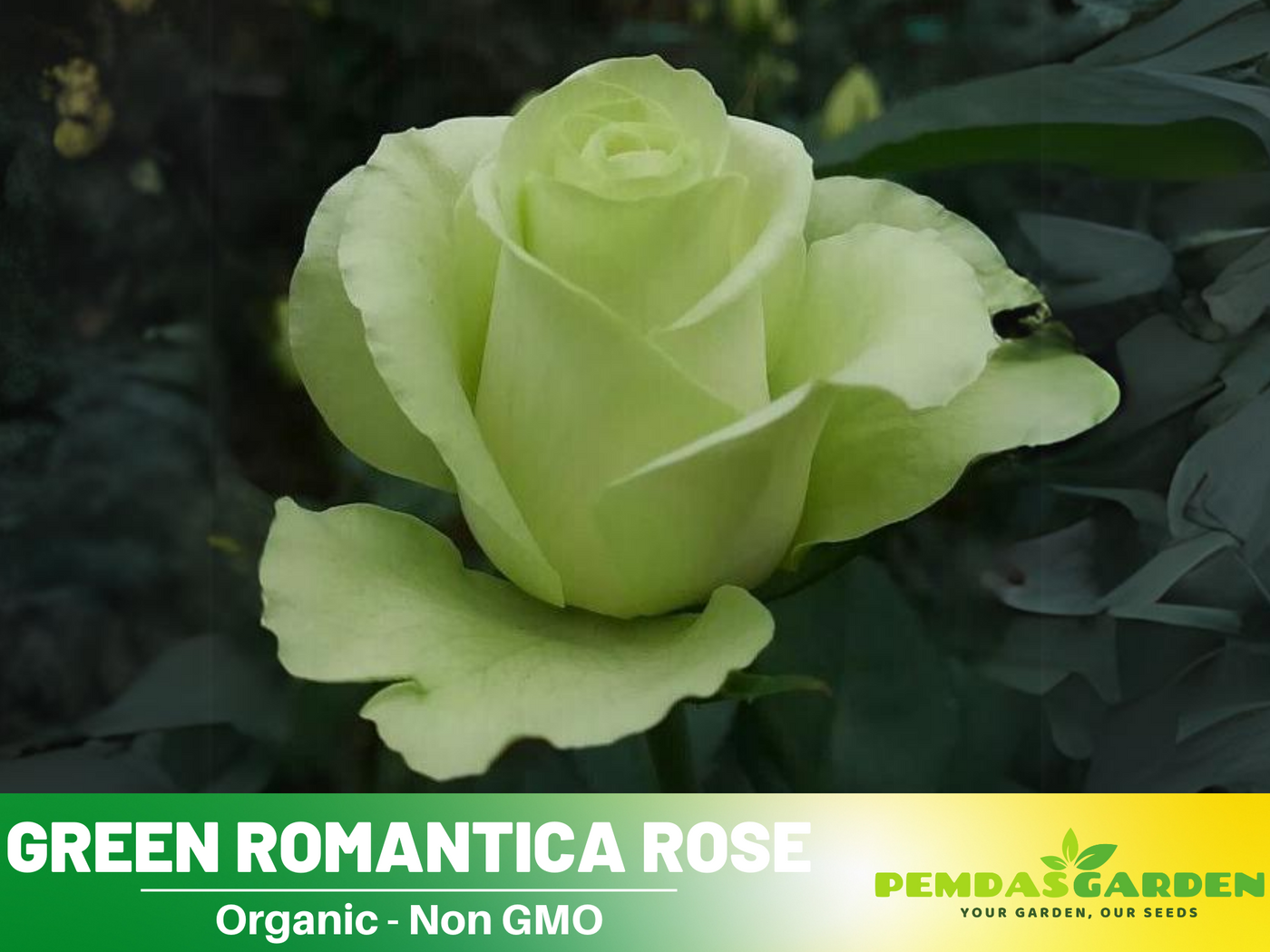 green rose seeds for sale Rose Seed - Bright Green Rose Seeds
