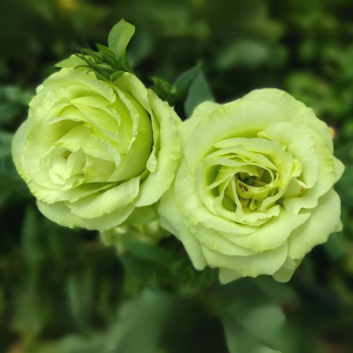 Bright Green Rose Seeds, 30 seeds